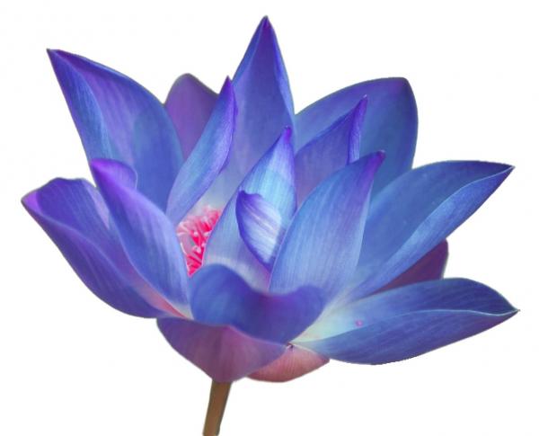 lotusbluepurple_0.jpg